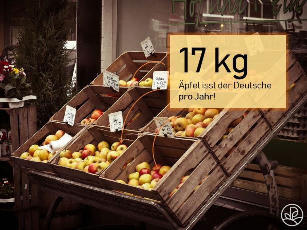 јабука кг
