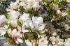 Fertiliser le magnolia: quand, comment & quel engrais ?