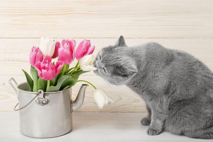Кошка и тюльпаны