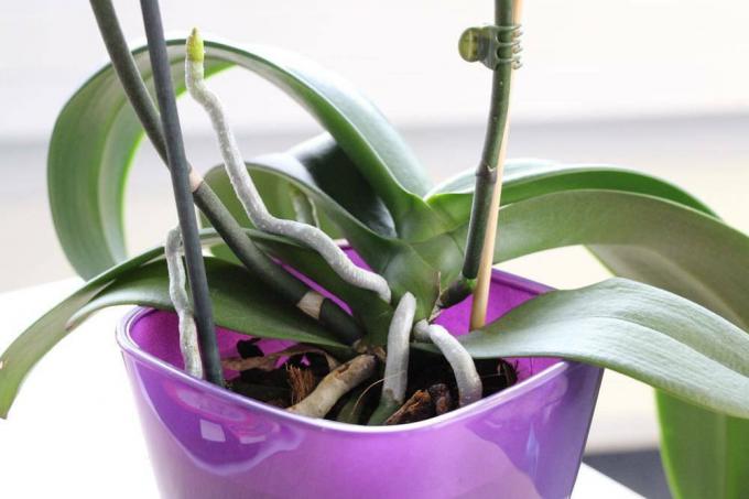 Odstráňte vzdušné korene z orchidey