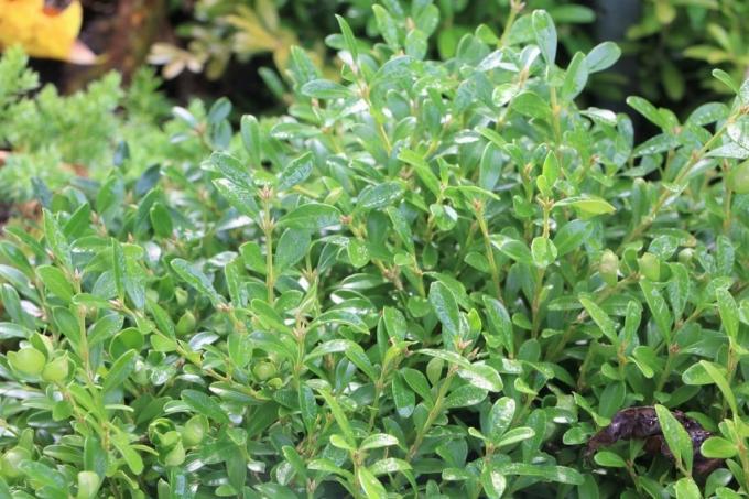 תאשור קטן עלים - Buxus microphylla