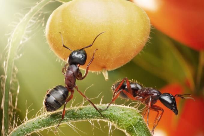 μυρμήγκια-σε-ντομάτα-φυτά