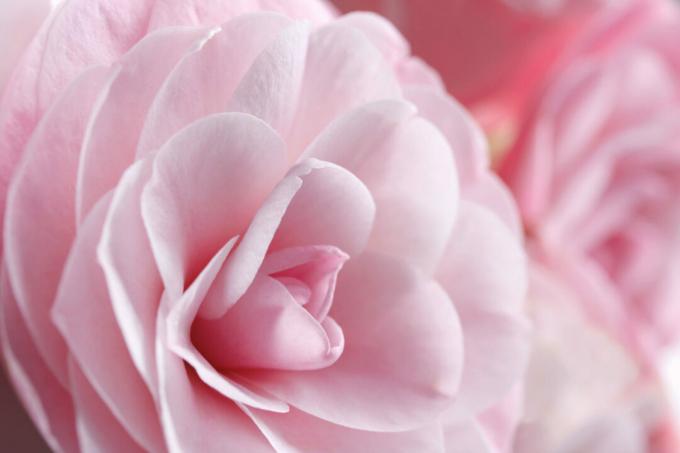 Desire camellia pink