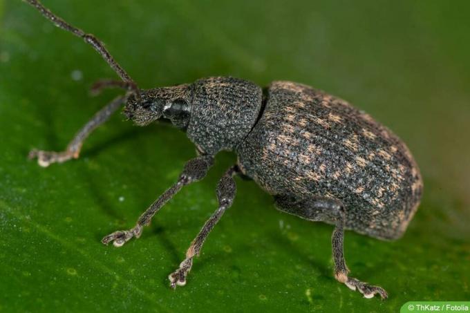 kumbang anggur bergerigi (Otiorhynchus sulcatus)