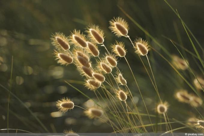 Králičie chvostové trávy - Lagurus ovatus - Velvet Grass