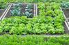 Growing Vegetables: A 7-Step Growing Plan