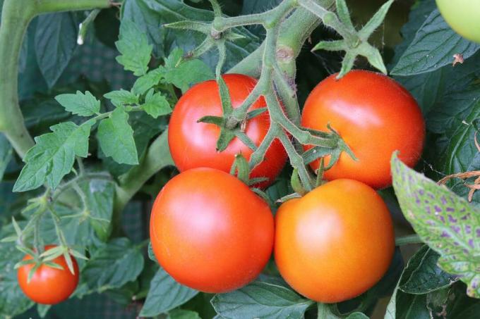 raudoni pomidorai