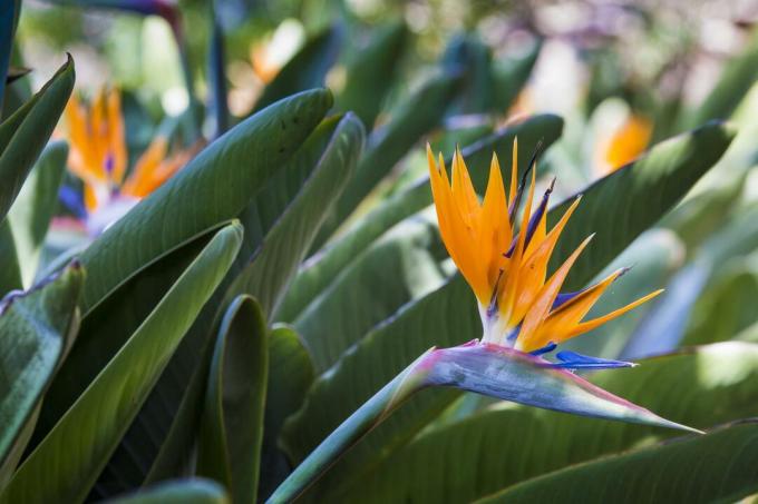 Rajska ptica cvet s pomarančnimi cvetovi