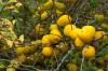 Exotiska frukter: 10 ovanliga sorter