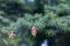 Where does the famous conifer come from?
