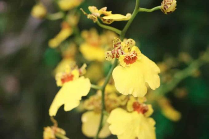 orchidaceae orchideeën oncidium