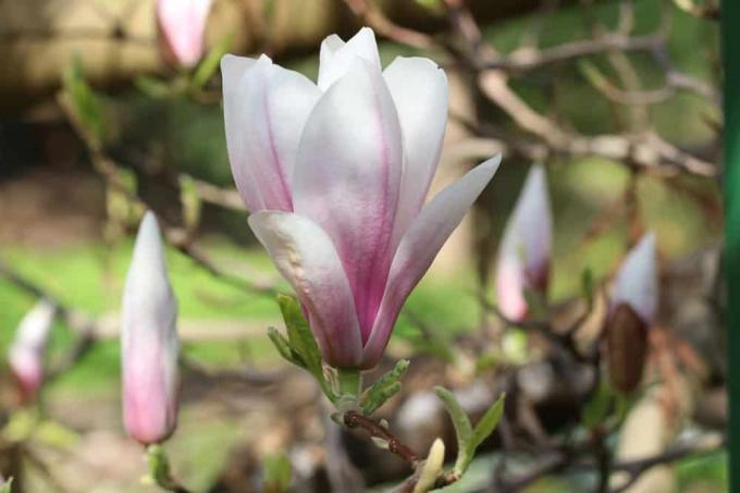 Tulpinė magnolija – Magnolia soulangiana