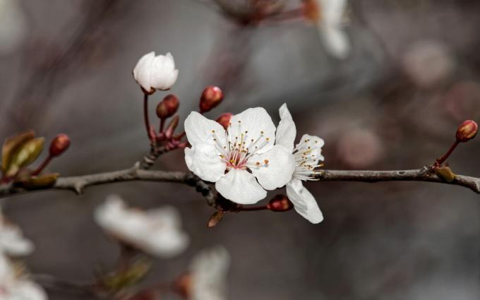 Flores de ciruelo de cerezo blanco