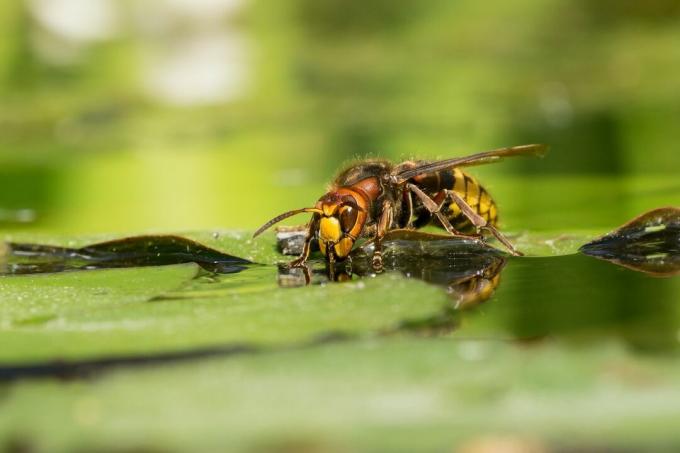 Hornet na água