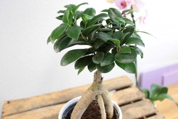 Properly cut bonsai
