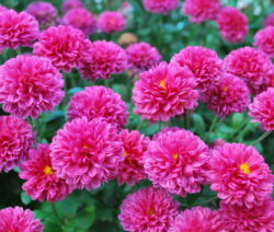 Chrysanthemums pink