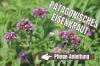 Verbena Patagonian, Verbena bonariensis: Peduli A-Z