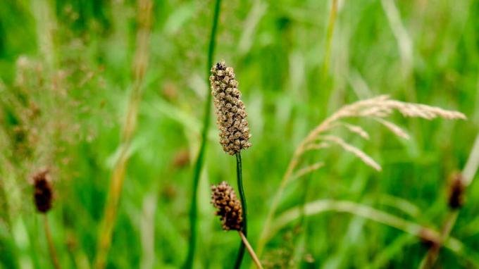 Ribwort plantain blomsterstand
