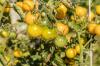 Sunviva: Tips menanam tomat open source