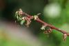 Le foglie dell'albero di albicocca si stanno arricciando