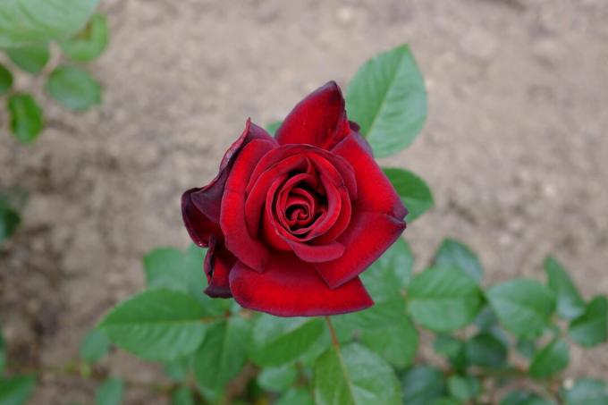 Троянда Чорна Мадонна
