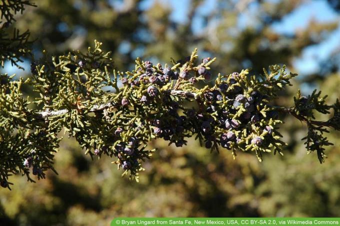 Rakétaboróka - Juniperus scopulorum