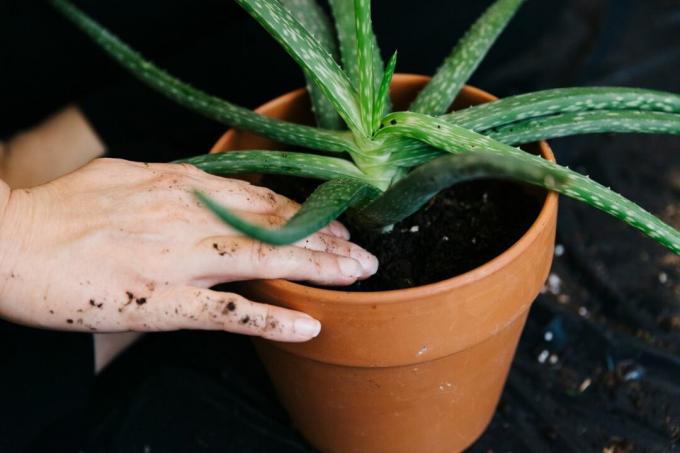 Aloe vera är omplanterad