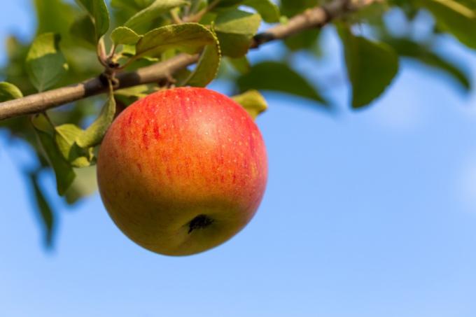 Sola manzana en una rama
