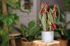 Begonia trota: cura, propagazione e posizione