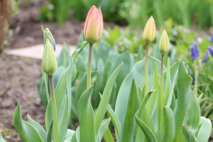 Tulipani dobivaju lišće, ali ne cvjetaju