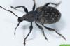 Lawan kumbang anggur: 6 pengobatan rumahan