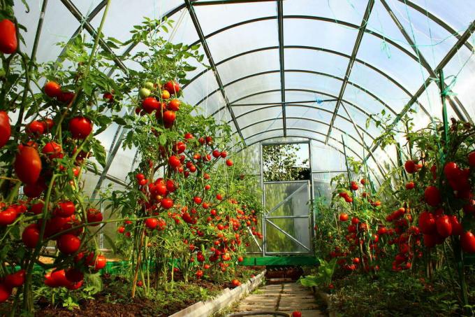 Šiltnamio pomidorų augalai