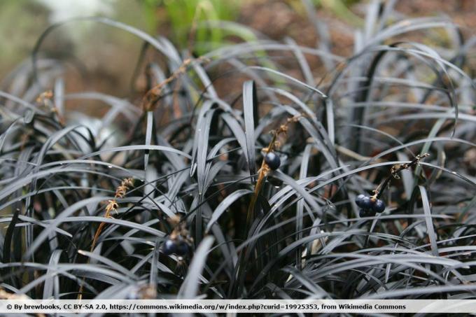 ثعبان أسود لحية ، Ophiopogon planiscapus