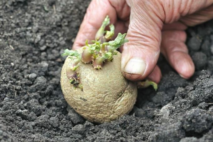 Plante batatas pré-germinadas