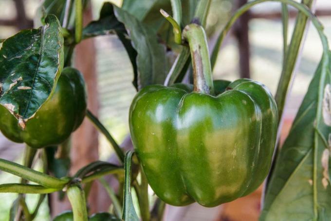 Rastlina papriky s ovocím zelenej papriky