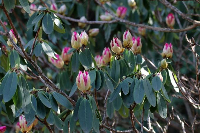 Rhododendron, companion plant