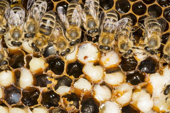 Albinele și acarienul Varroa în stup
