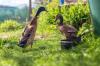 הפעלת ברווזים נגד חלזונות: עצות לשמירה
