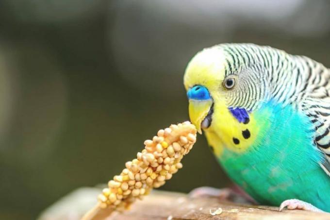 pássaro amarelo-turquesa