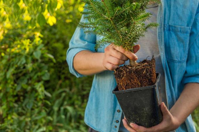 Fir tree in the pot with healthy roots