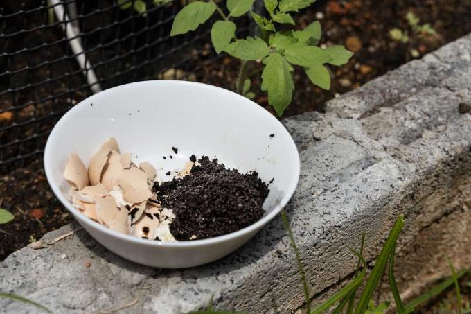 Cascas de ovos e borra de café para plantas de tomate
