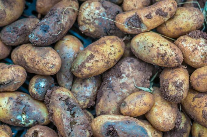 Phytophthora infestans mädanenud kartulid