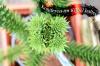 Keeping conifers in the bucket: this is how thuja, arborvitae & Co. thrive