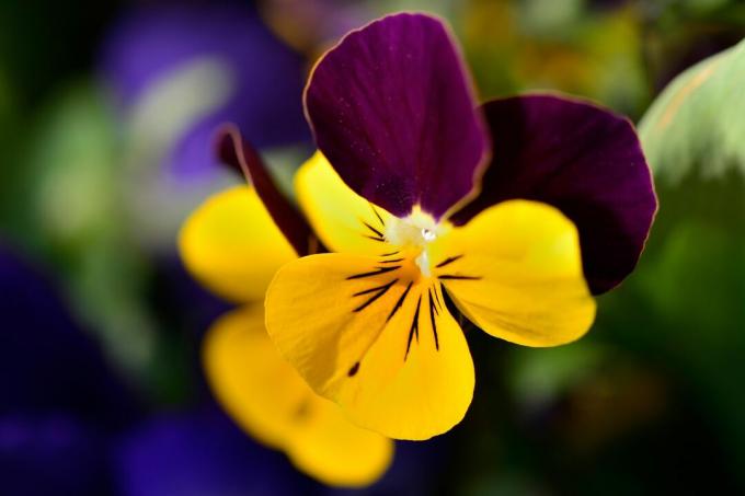 Floare de violetă cu coarne
