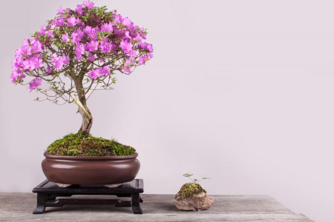 bonsai rhododendron