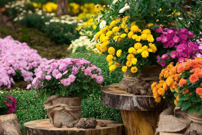 Chryzantémová záhrada v kvetináči