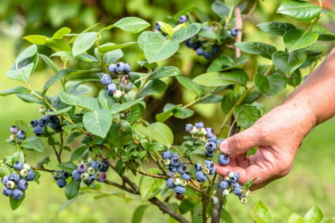 Blueberries are picked from the bush