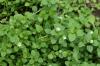 Chickweed: weed or edible medicinal plant?