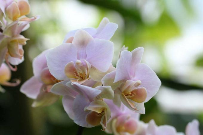 Орхідея з рожевим забарвленням квіток