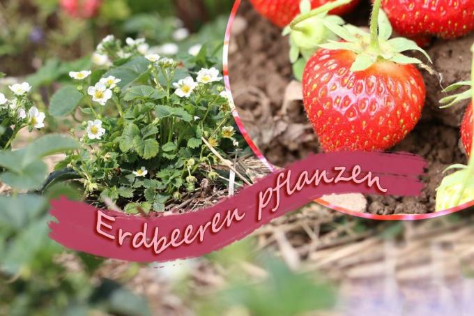 Planter des fraises
